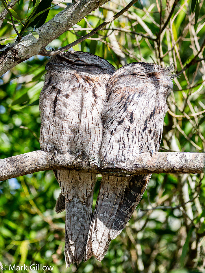 Tawny Frogmouths MGillow smaller