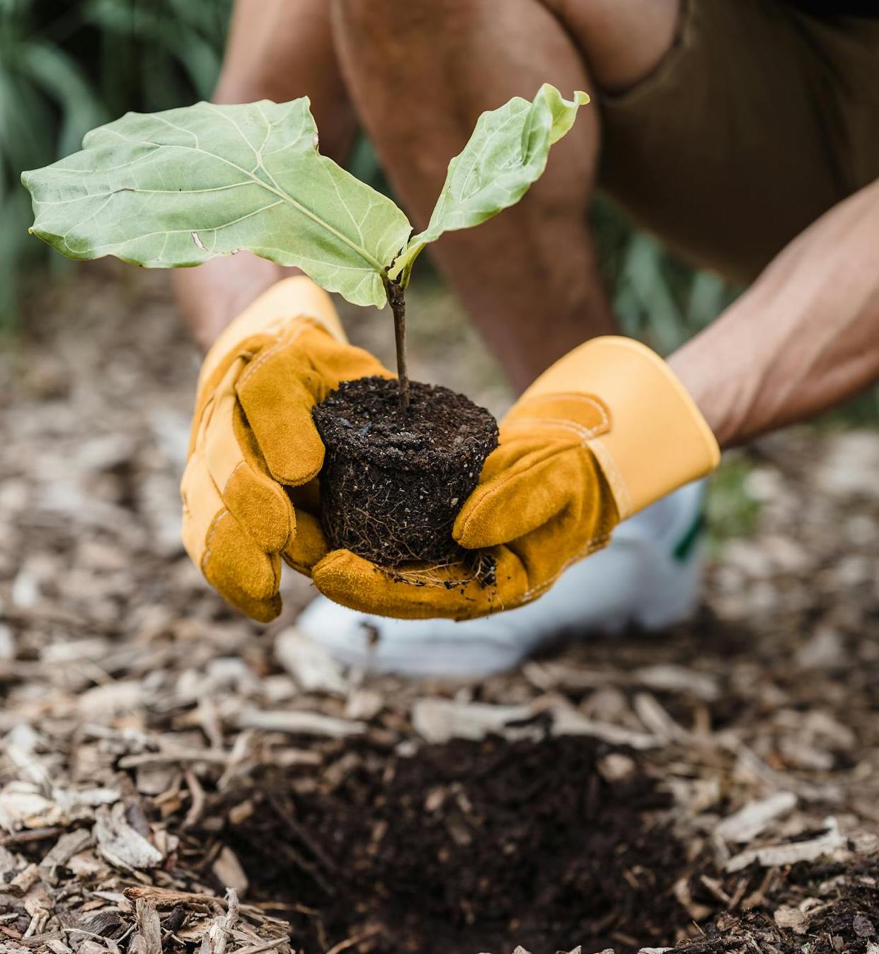 Read more about the article Weeding Guide for the Oxley Creek Common